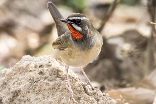 Bird Watching Tour in Nepal | Bird Photography in Nepal