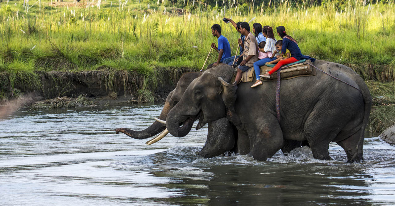 				Chitwan Jungle Safari Tour					