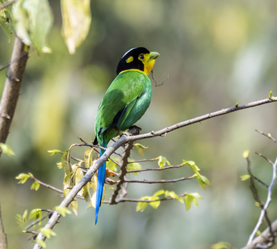 Bird Watching in Kathmandu Valley | Nepal Bird Photography Tour