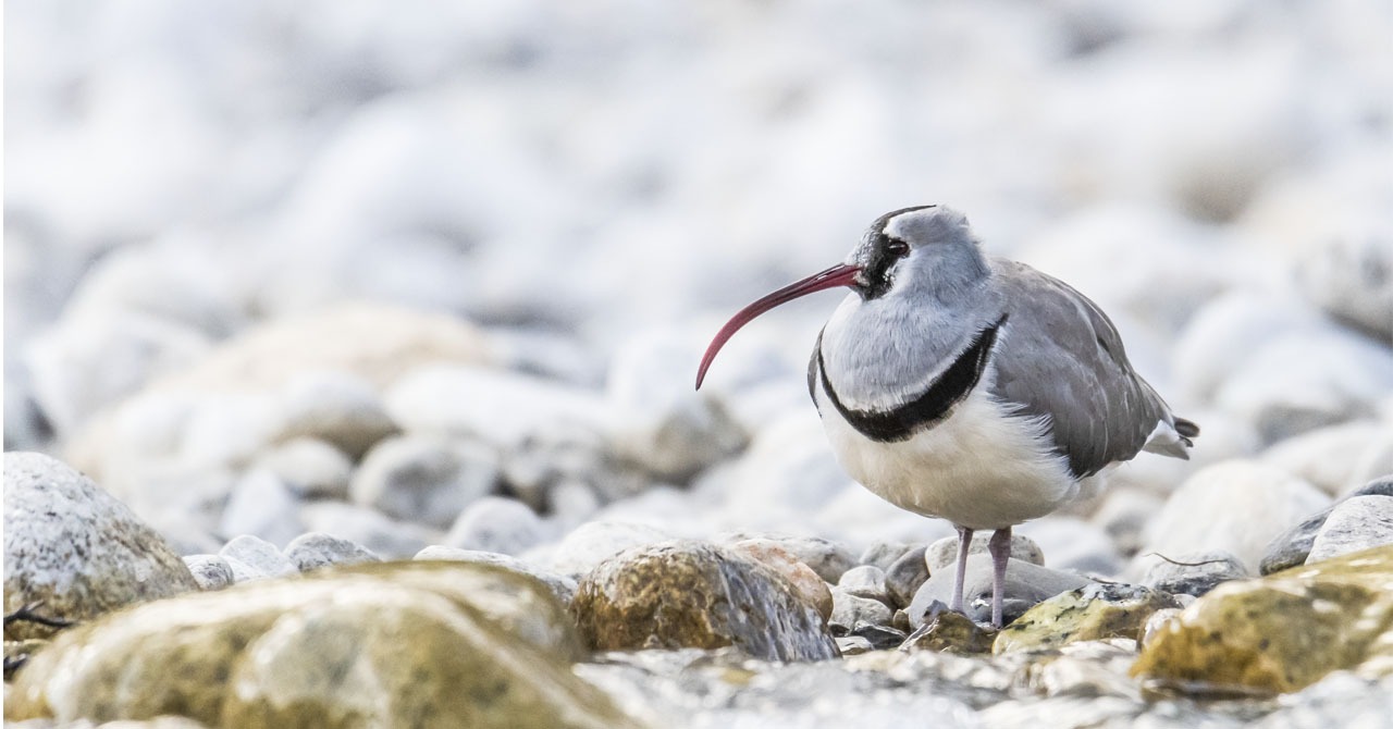 				Ibisbill Bird Watching Tour in Nepal					