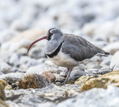 Langtang Bird Watching | Ibisbill Tour in Nepal