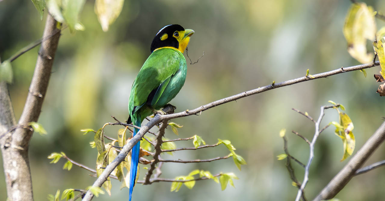 				Birding in Kathmandu Valley					