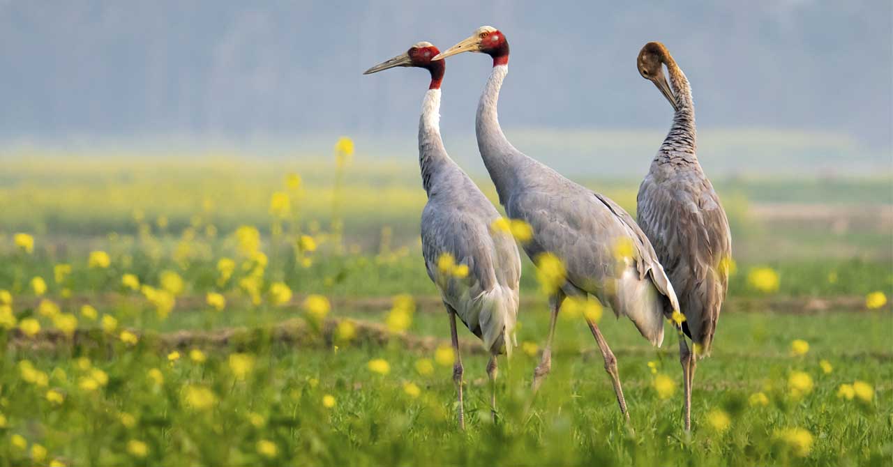 				Nepal Bird Watching Tours.					