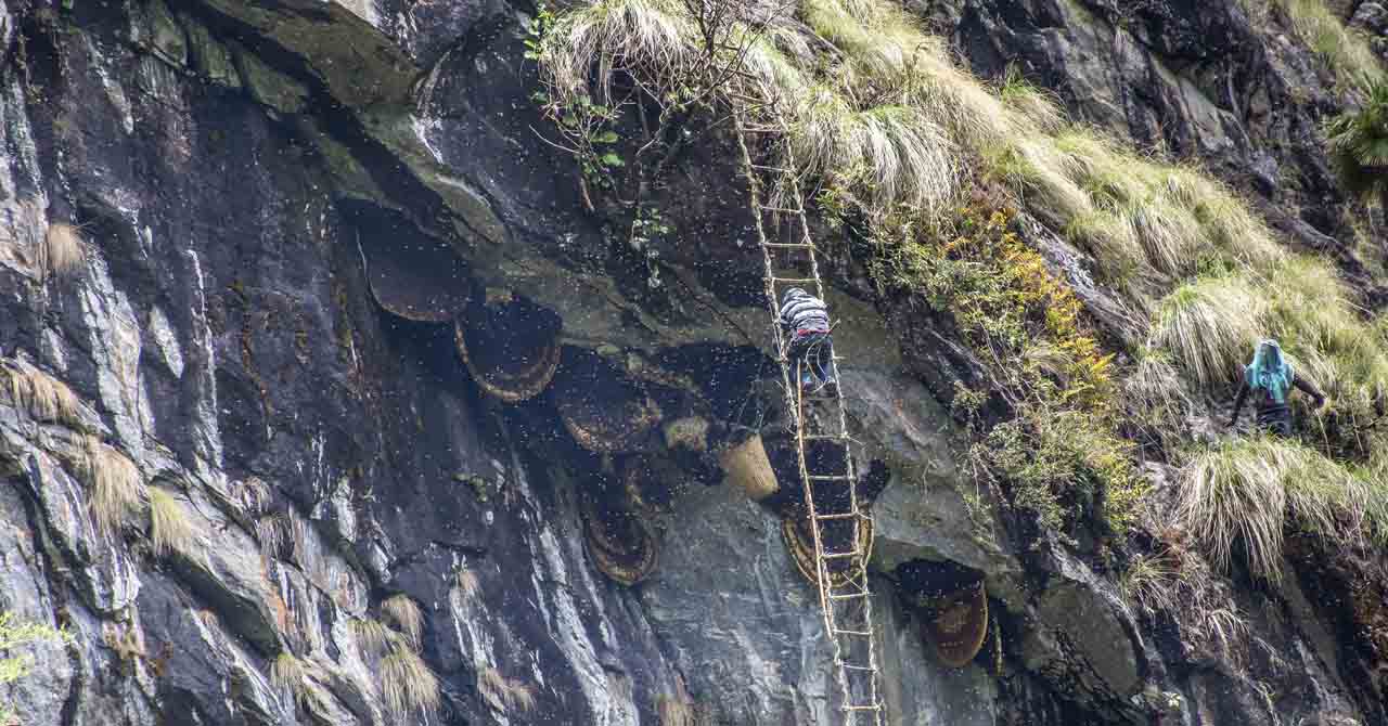 				Nepal Honey Hunting Tour.					
