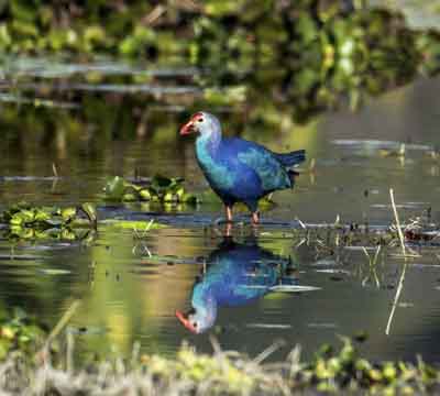 Pokhara Bird Watching Tour | Birdwatching Around Pokhara