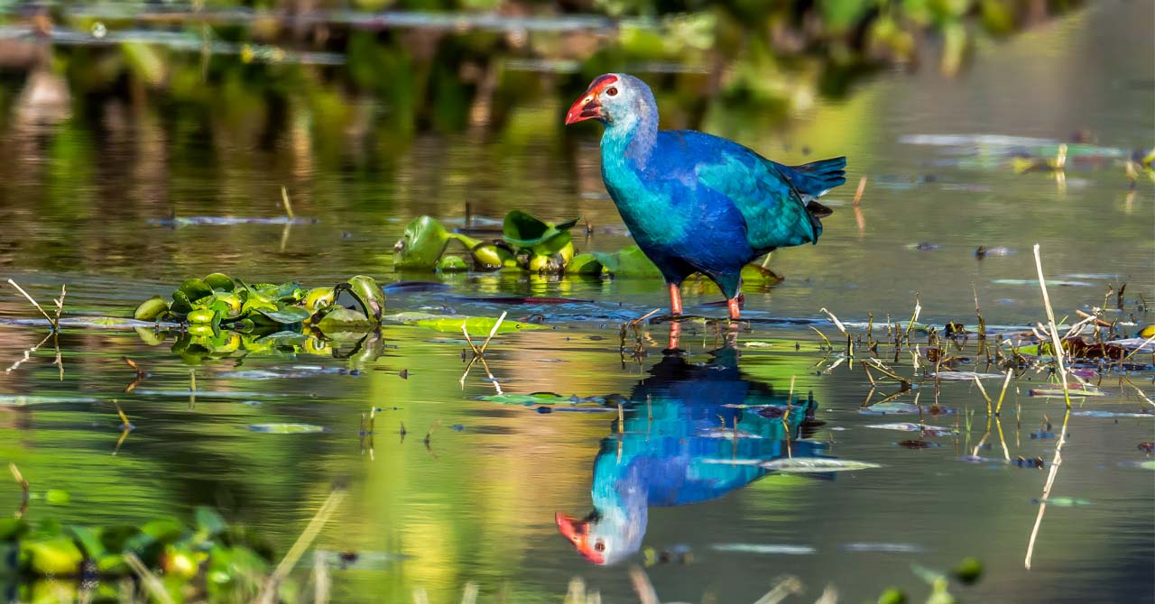 				Pokhara Valley Bird-watching Tour					