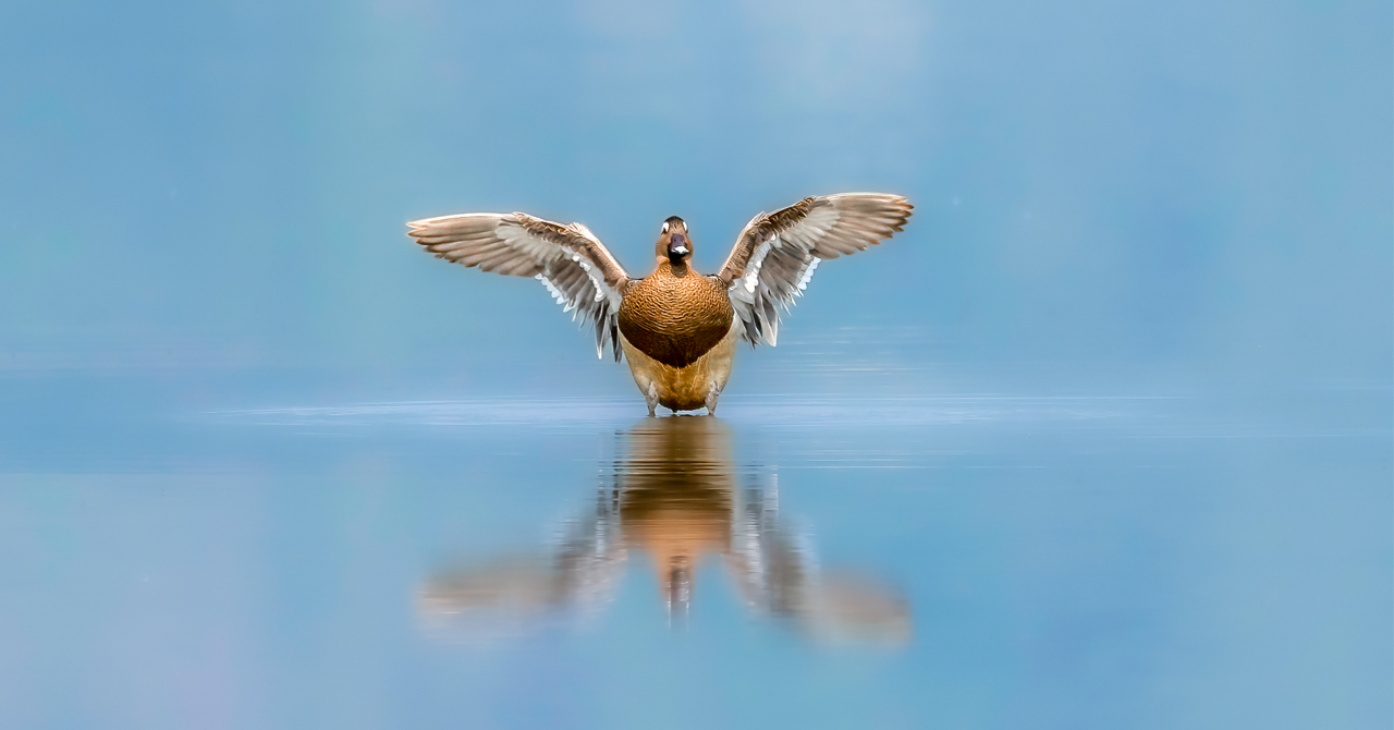 				Pokhara Bird watching tour					