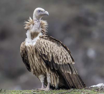 Raptors Tour in Nepal | Raptor Photography Tour