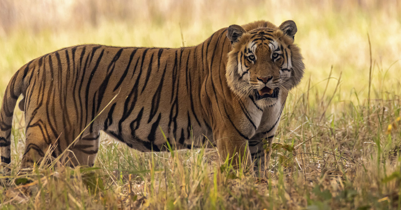 				Royal Bengal Tiger Photography Tour					