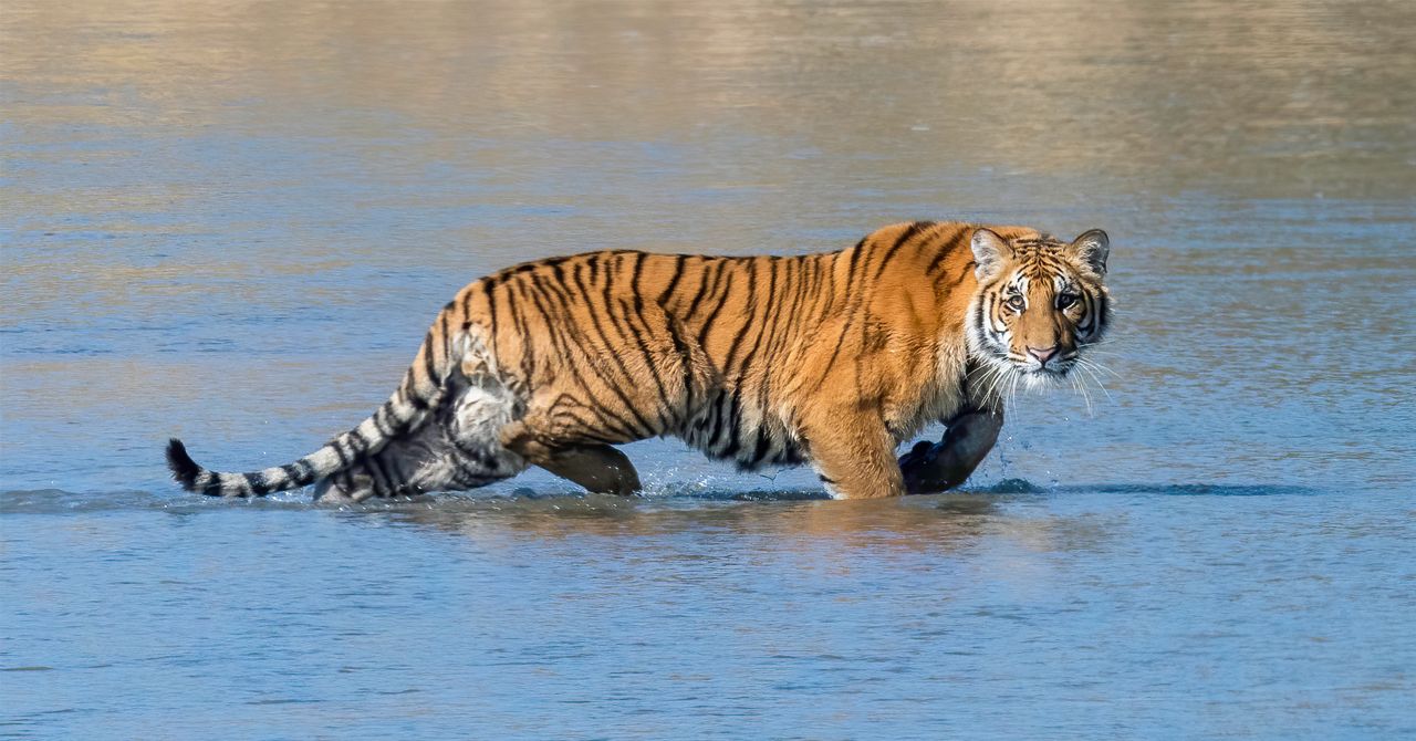 				Wildlife Photography Tour in Nepal					