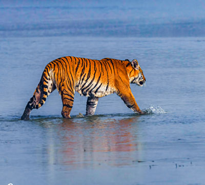 Wildlife Photography Nepal Tour | Tiger Photography in Nepal