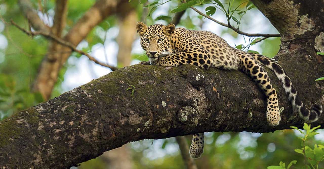 				Wildlife Photography Tour					