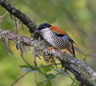 Godawari Phulchowki Bird Watching Tour | Himalayan Cutia Tour