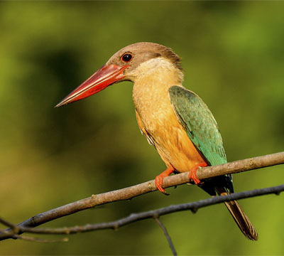 Koshi Tappu Birding Tour | Koshi Tappu Bird Watching Tour