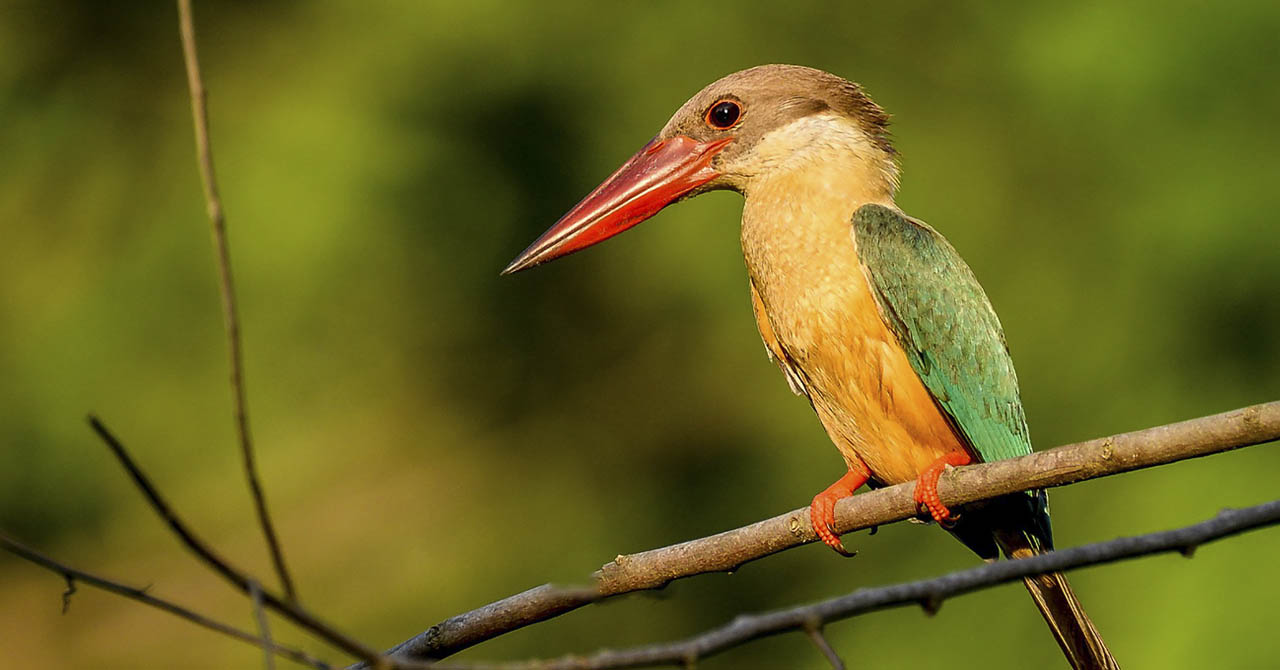 				Koshi Tappu Bird Watching Tour					