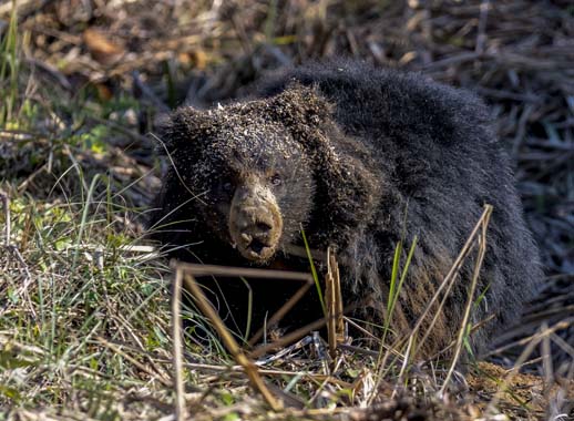 Jungle Safari in Nepal | Wildlife Safari Tours in Nepal
