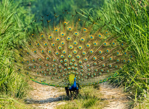 Bird Photography Tour in Nepal-Capturing Nature’s Splendor