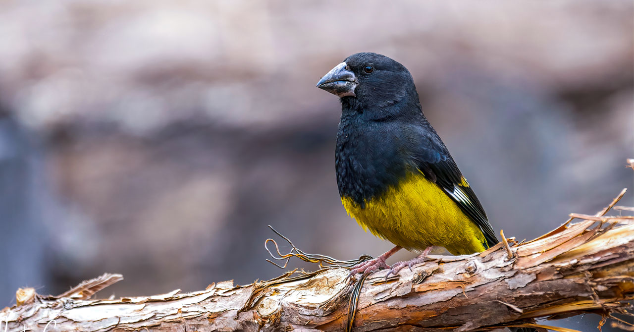 				Everest Bird-Watching Tour					