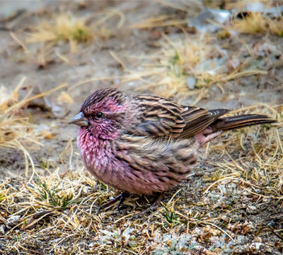 Everest Bird-Watching Tour | Everest Base Camp Birding Tour