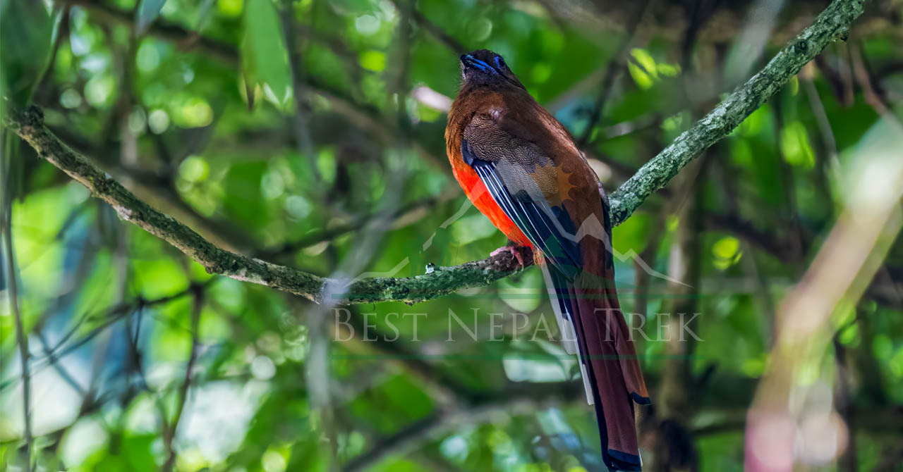 				Godawari Bird watching Tour					