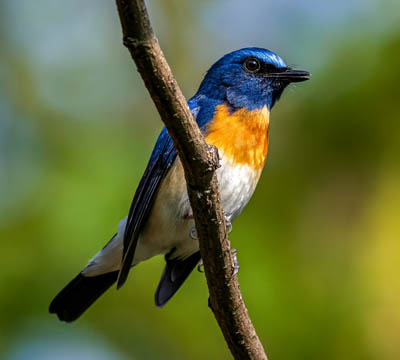 Godawari Bird Watching Tour | Bird Watching Tour