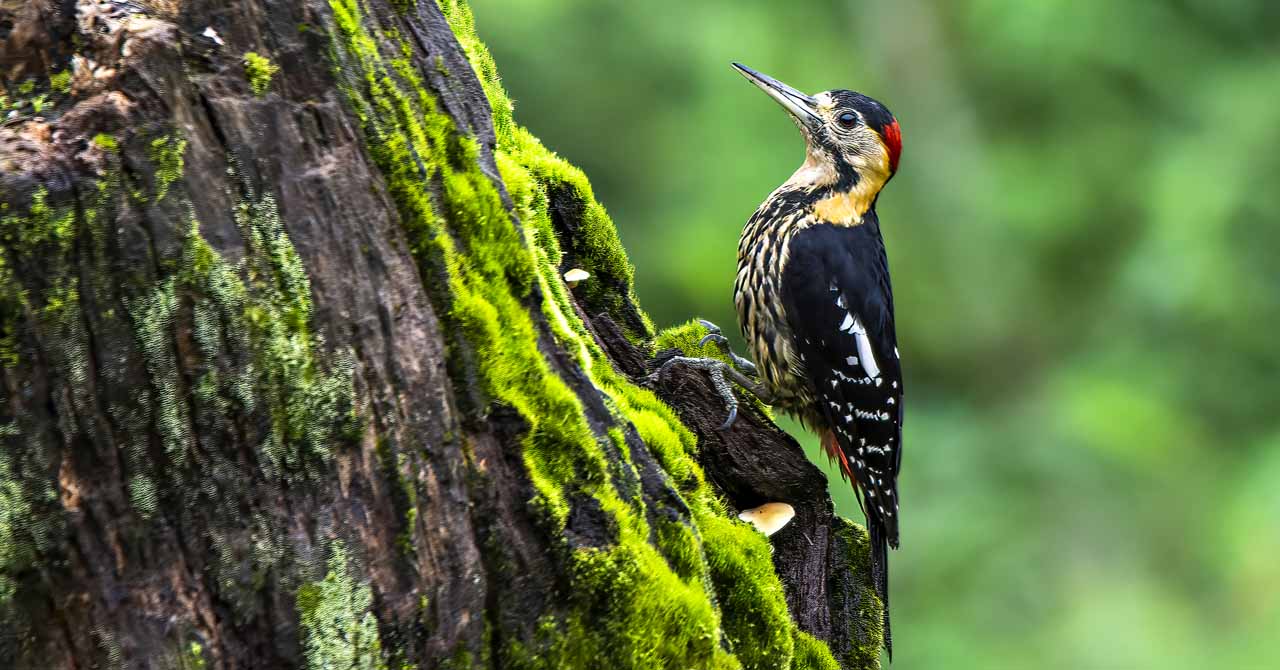 				Phulchowki Bird Watching Tour					