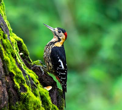 Phulchowki Bird Watching Tour | Bird Watching in Phulchowki Hill